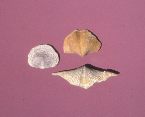 Photo of three brachiopods