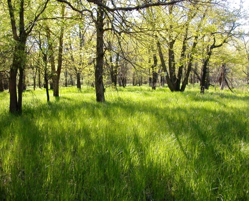 Photo of grass and trees