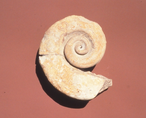 Photo of a gastropod fossil