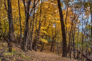 Fall foliage