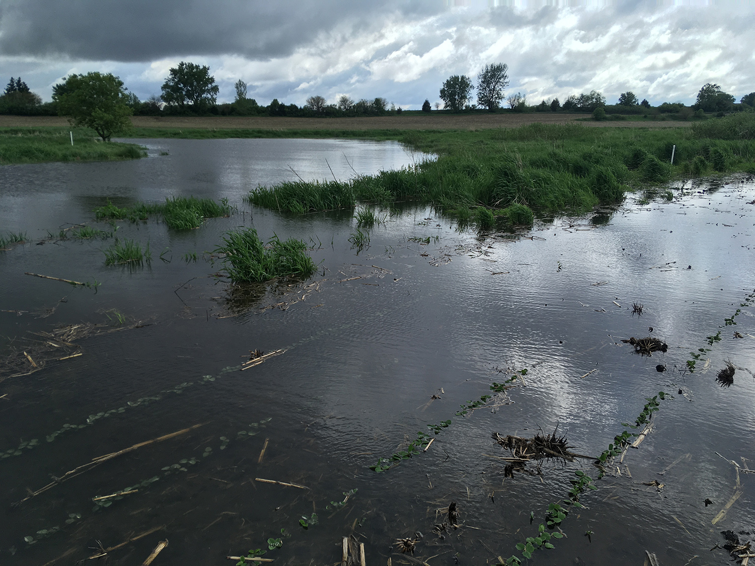Flood waters connected the oxbow to the Boone River and adjacent riparian zone and crop fields. Some monitoring wells were in knee-deep water.