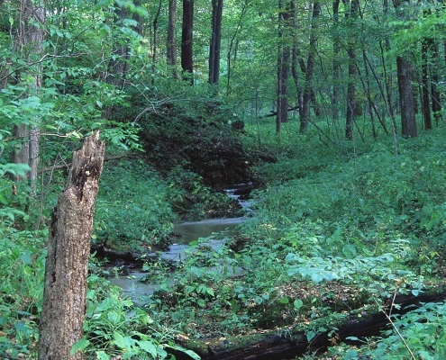 Photo of a creek surrounded by trees and vegetation