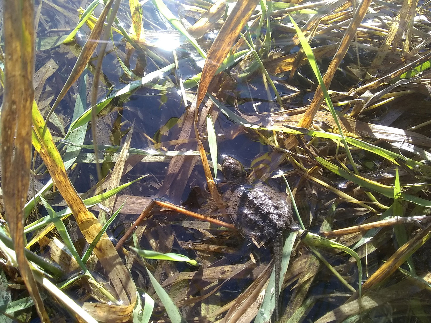 A small snapping turtle spotted at the McClellan Oxbow. 