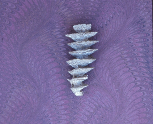 Photo of a bryozoan fossil