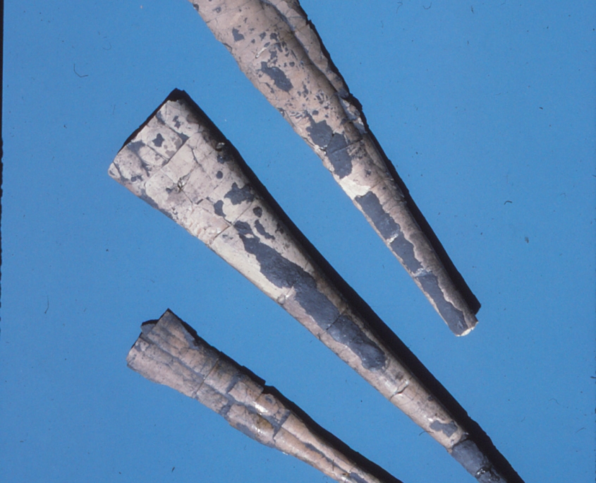 Photo of three cephalopod fossils
