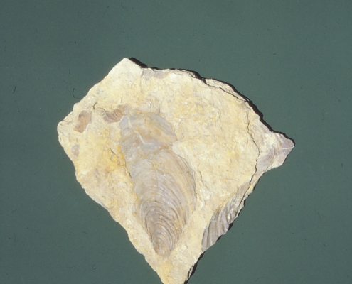 Photo of fossilized clam shell
