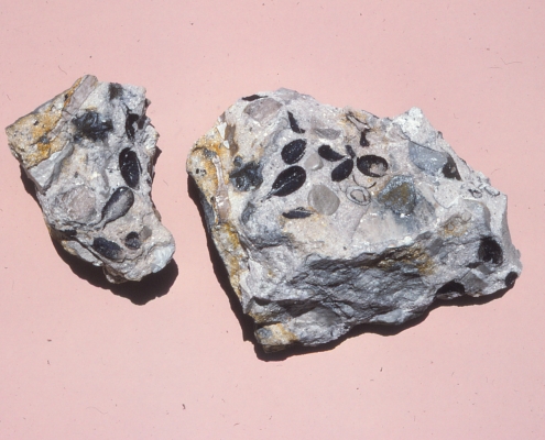 Photo of two rocks containing seed fossils