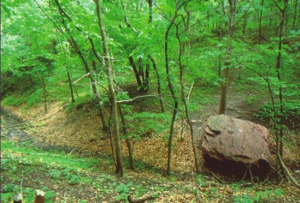A boulder next to a trail