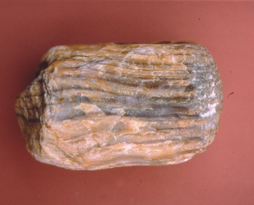 Photo of petrified wood