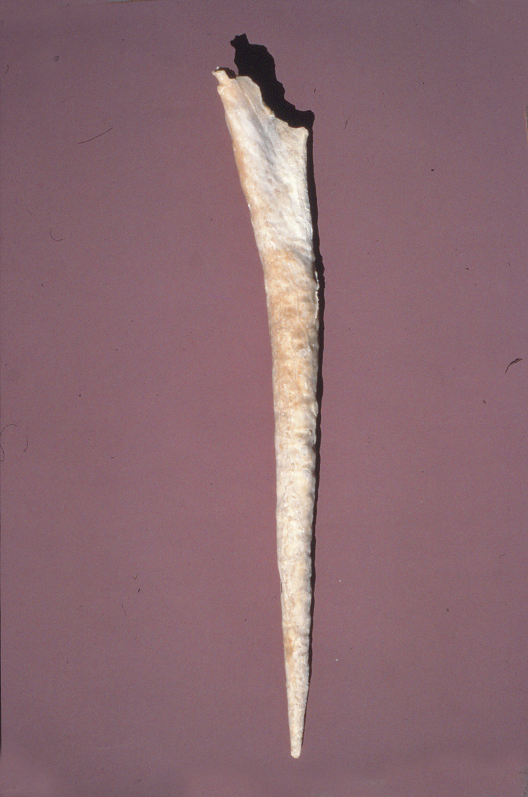 Photo of a stalactite