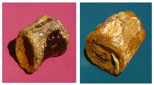 Two dinosaur fossils found in Iowa