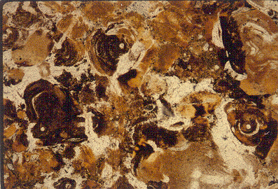 Microscopic structure of a petrified dinosaur bone fragment