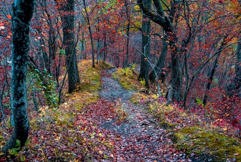 A trail surrounded by fall foliage