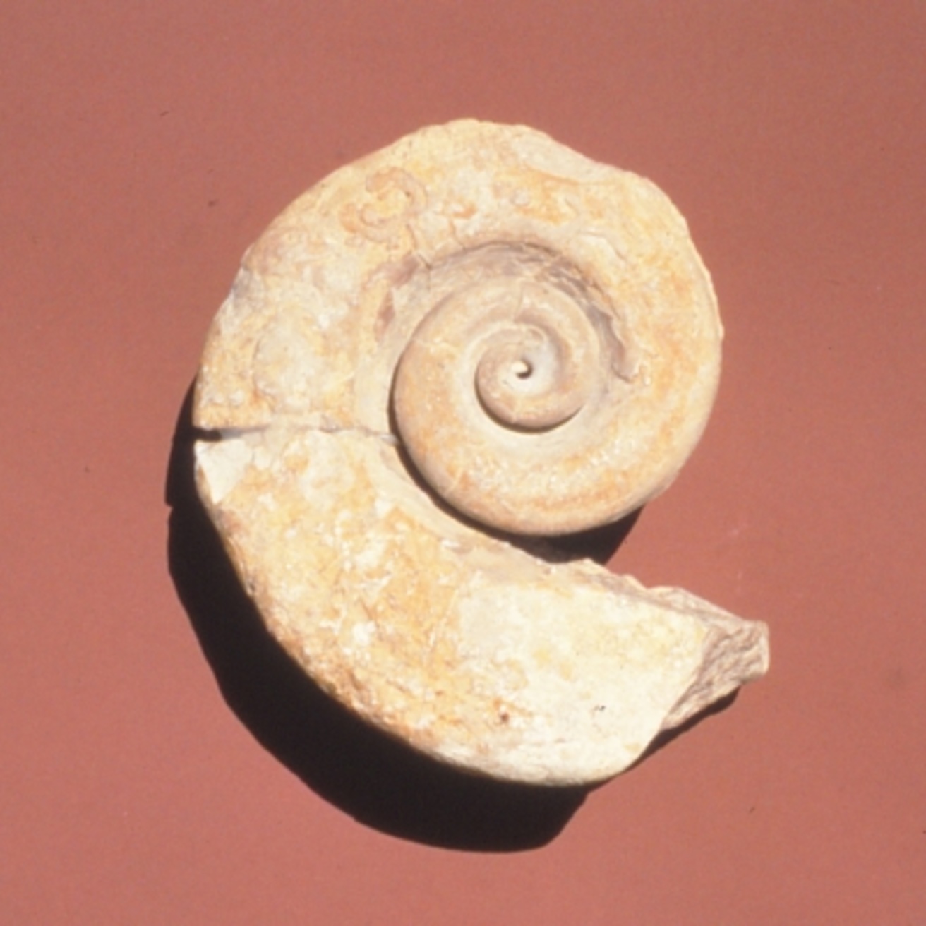 Photo of a gastropod fossil