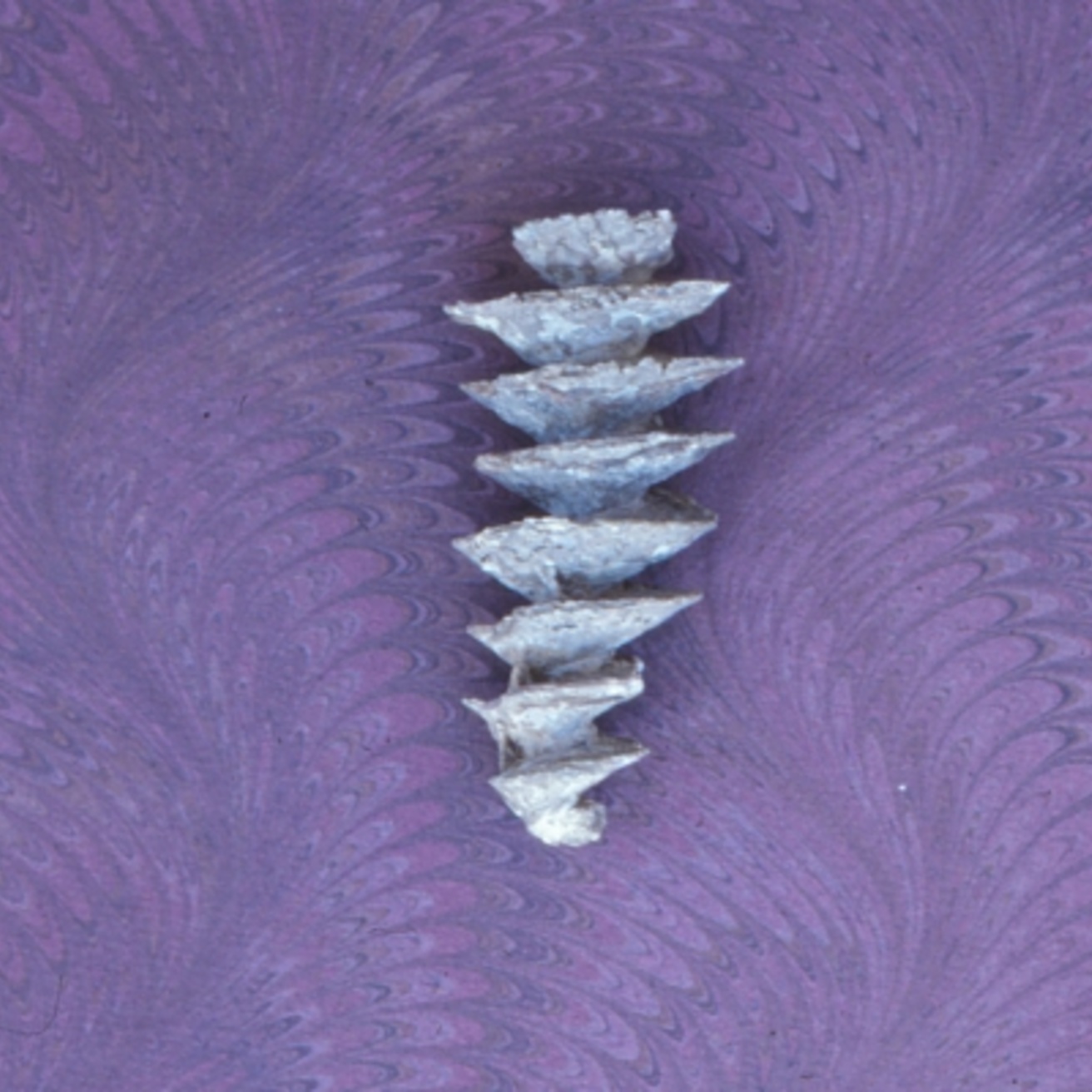 Photo of a bryozoan fossil