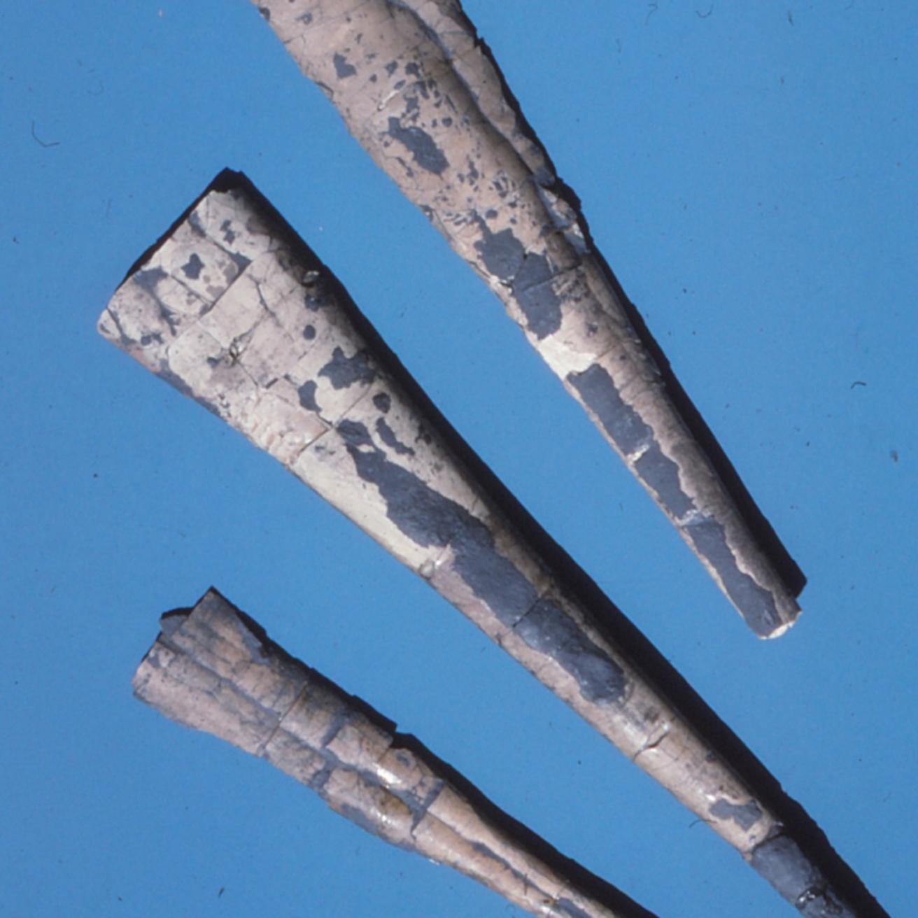 Photo of three cephalopod fossils