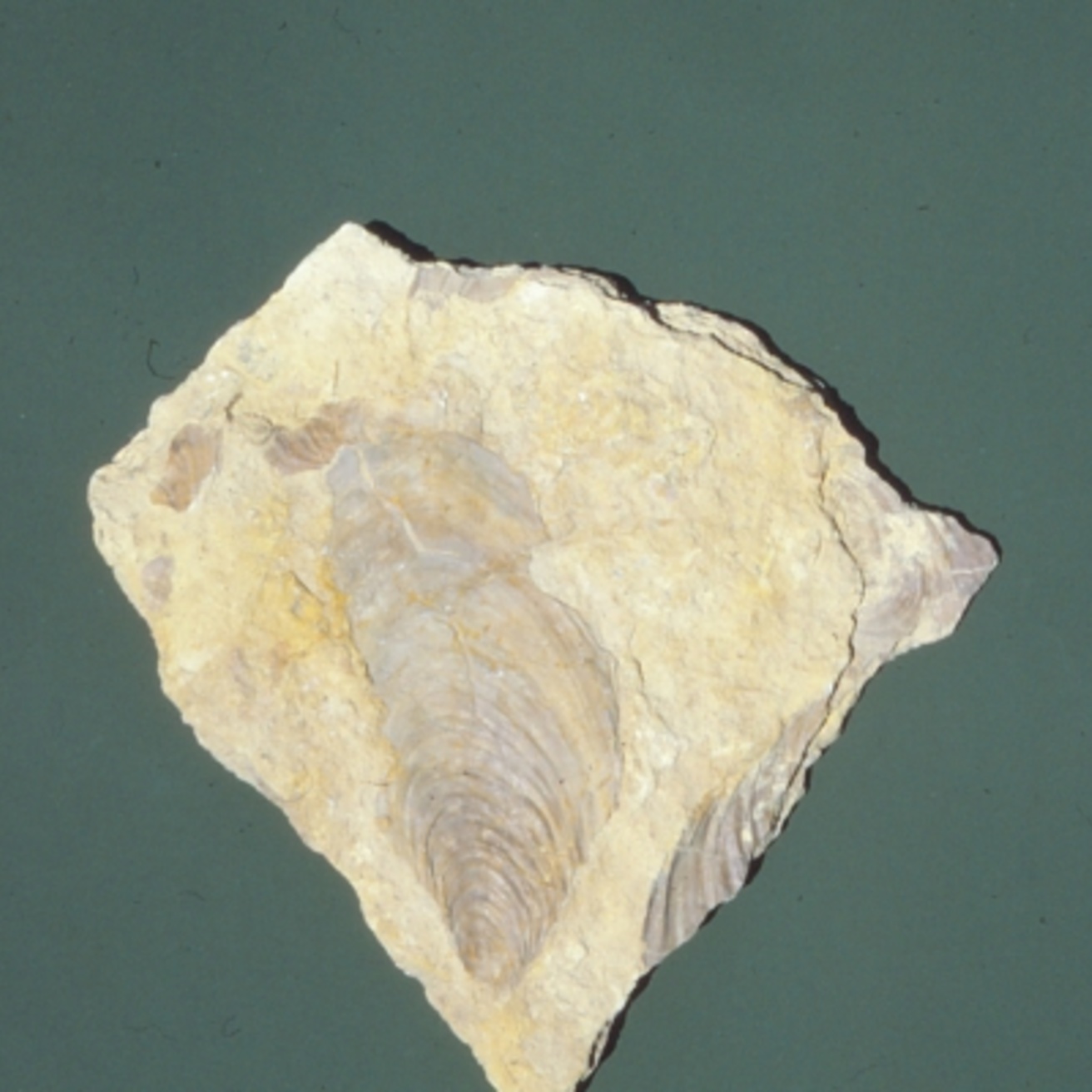 Photo of fossilized clam shell