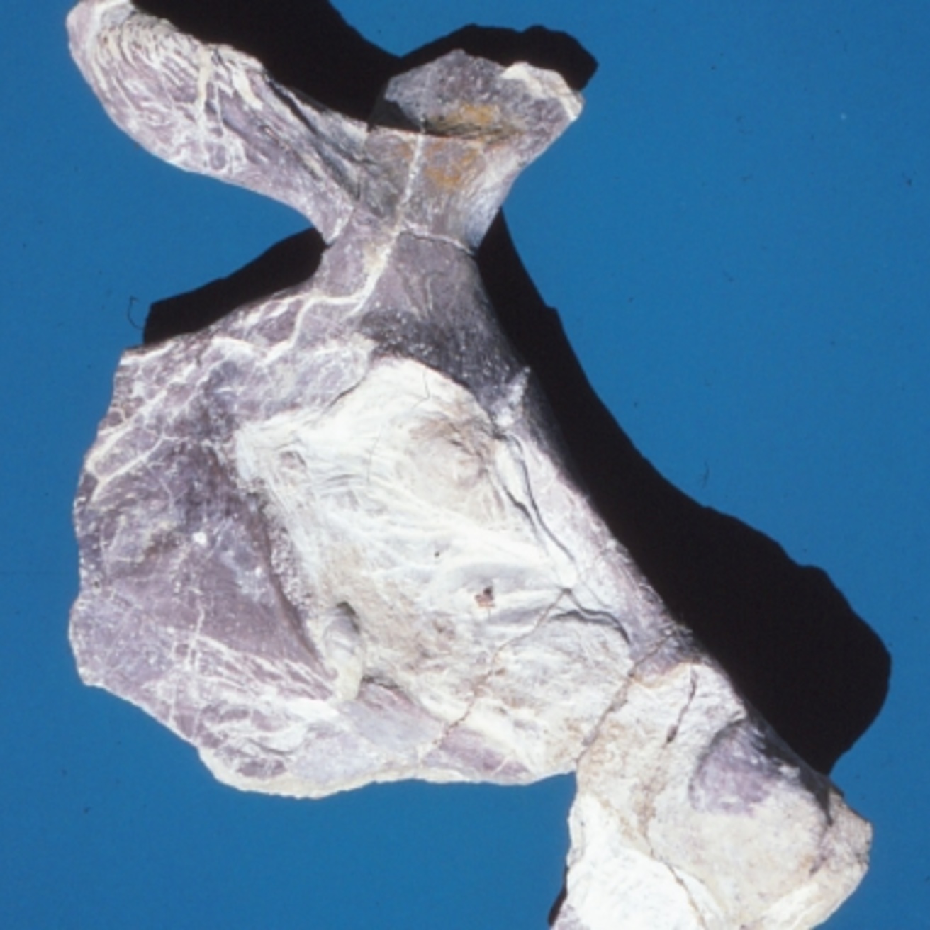 Photo of fossilized pelvis
