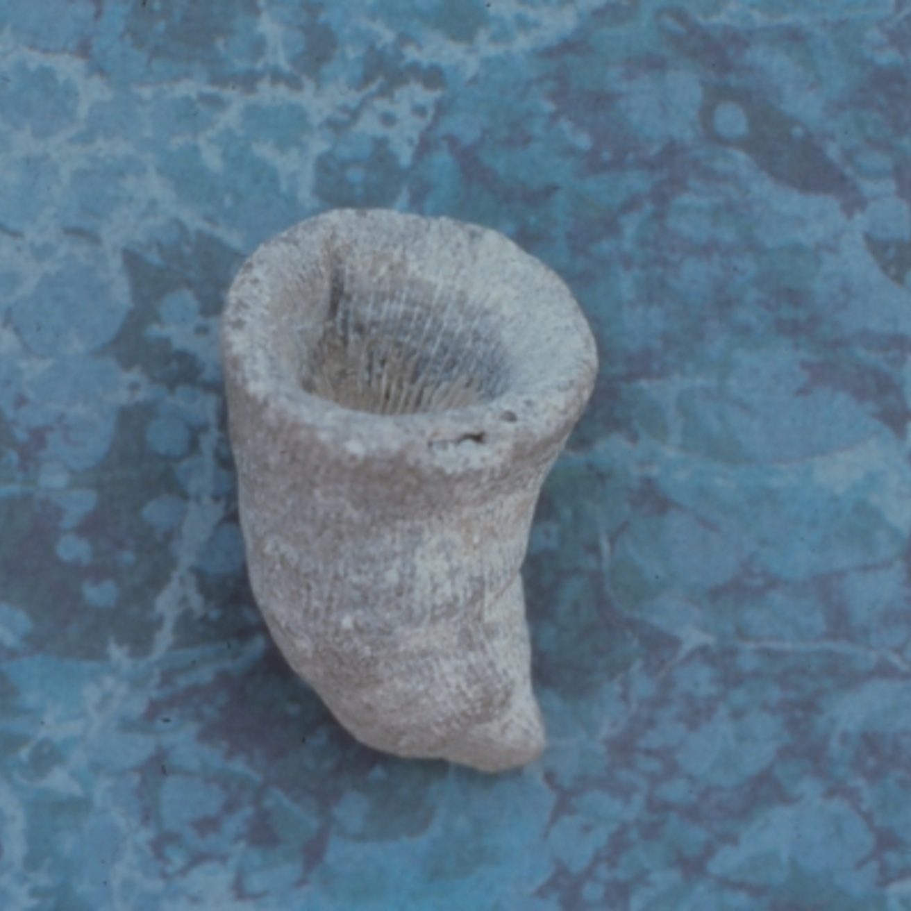 Photo of cone-shaped coral