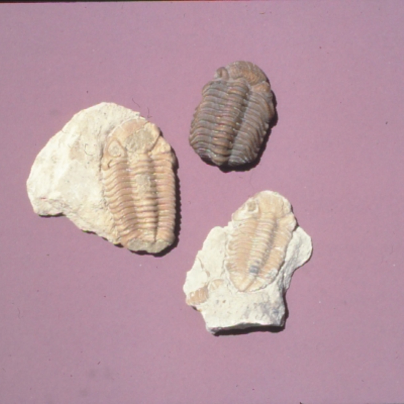 Photo of three trilobite fossils