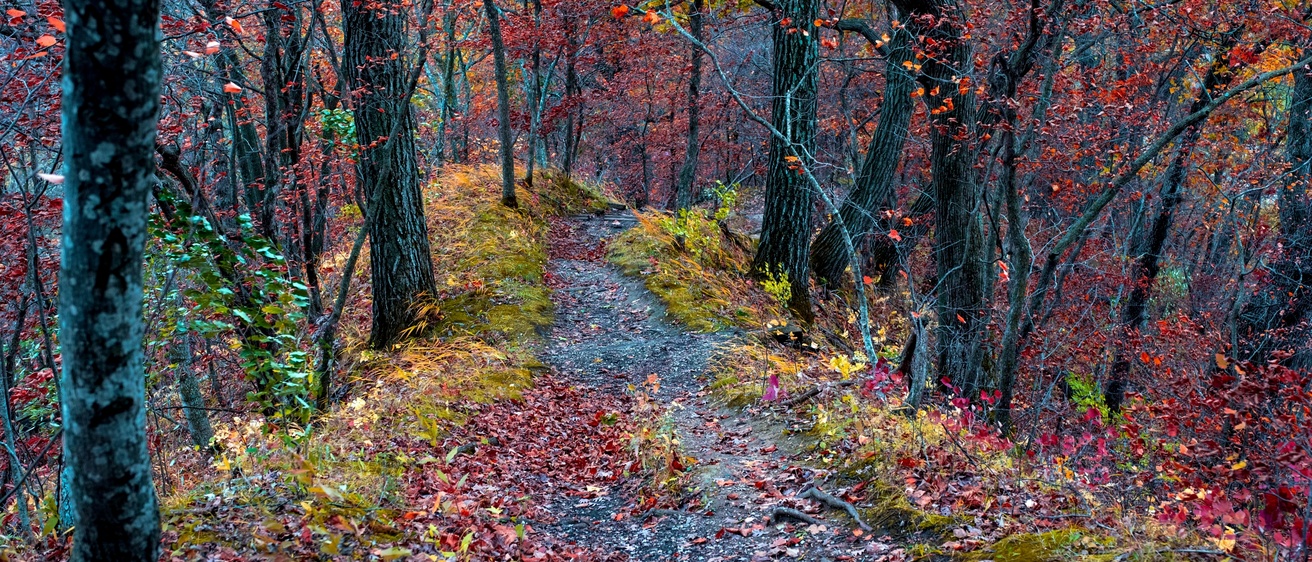 A trail surrounded by fall foliage