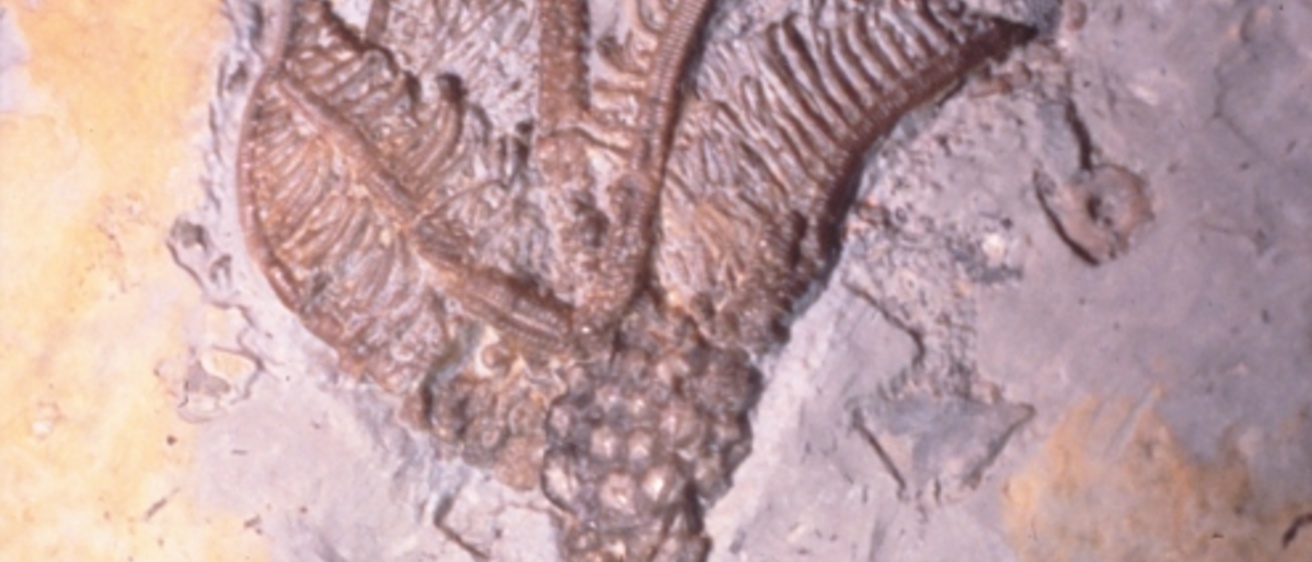 Photo of a fossil in a rock