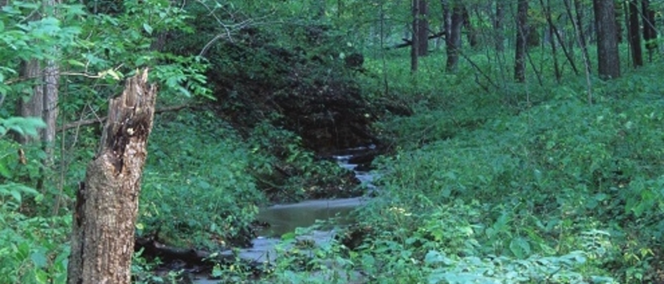 Photo of a creek surrounded by trees and vegetation