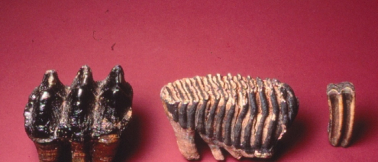 Photo of mastodon and mammoth teeth