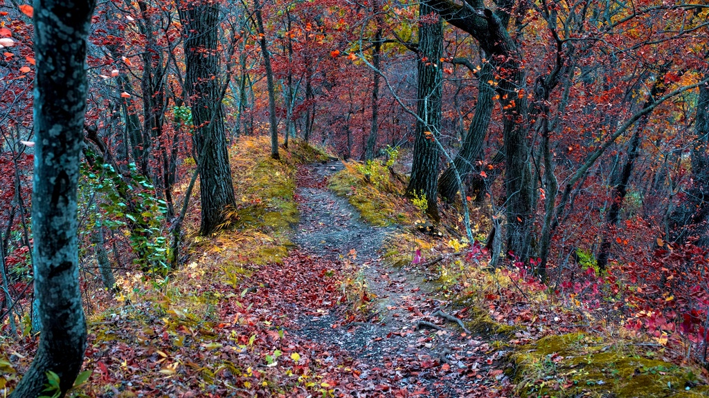 A trail surrounded by fall foliage