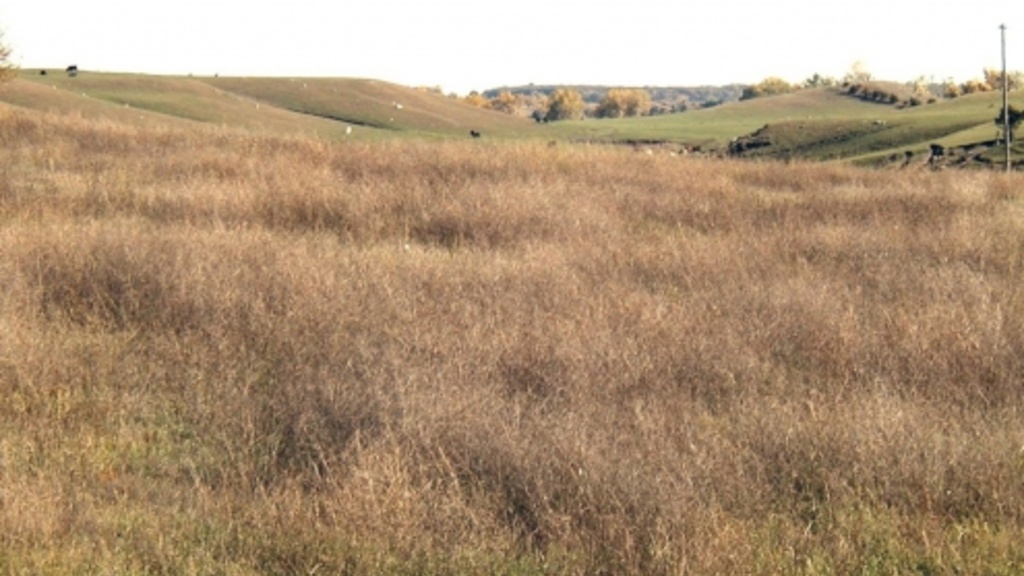 Photo of grassy landscape