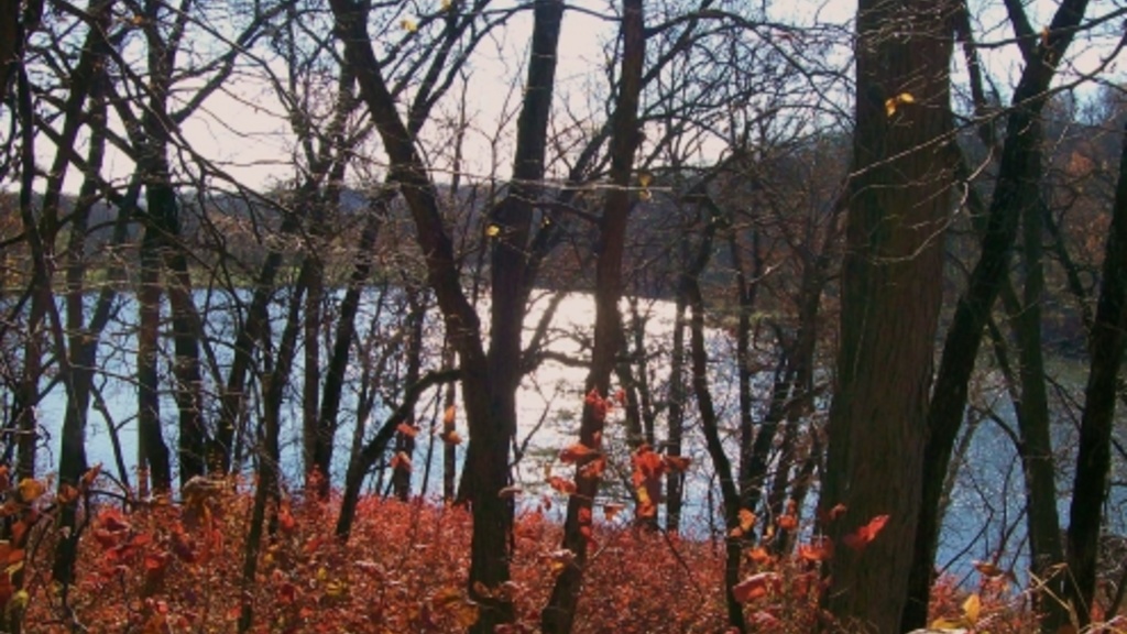 View of a pond through trees