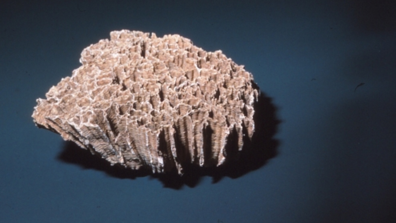 Photo of original colonial coral